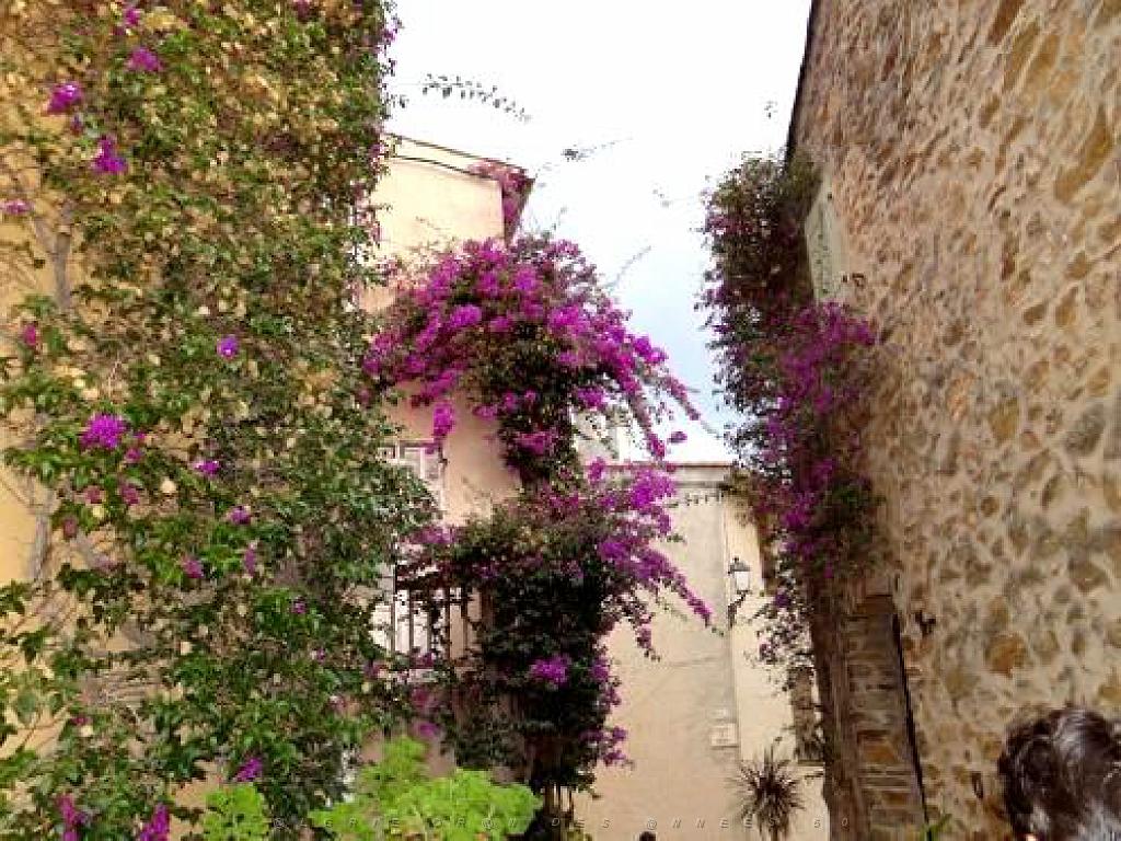 183 D25 BORMES LES MIMOSAS 3_000012.jpg